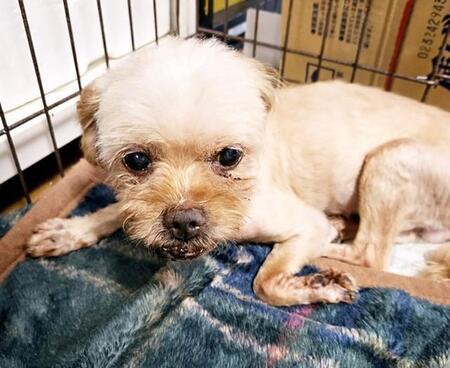 公営施設にいたところを保護された小型犬の千花