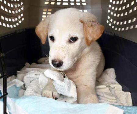 山の中でボロボロの体で彷徨っていた野犬の子犬・まるちゃん