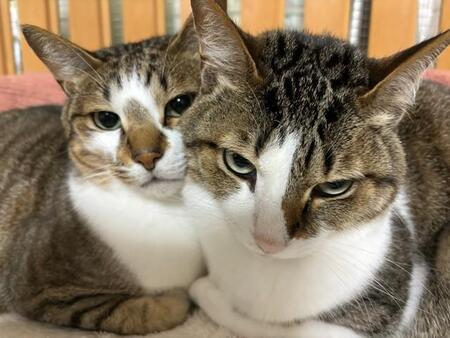 「これがニャイキ？」NIKEのロゴマークそっくり、完璧に伸びする猫に衝撃「めっちゃ美脚」「ドヤッ感」