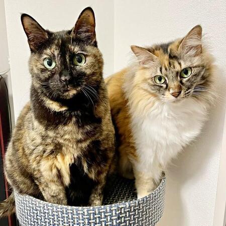 夢に現れた亡き先代猫に背中を押され…ビビりの双子姉妹と出会う、「もう猫とは暮らさない」失意に差し込んだ光