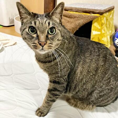 捨て猫の多い町で出会った子猫がペットロスを癒してくれた…今では後輩猫たちの“良きお兄ちゃん”、わがままな一面も愛おしい