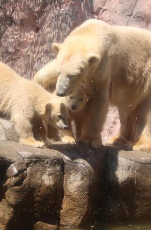 双子のホッキョクグマ赤ちゃんの公開に歓声「かわいい」「どっちがどっち?笑」 出産4度目でようやく…母親ねぎらう声も【仙台市八木山動物公園】