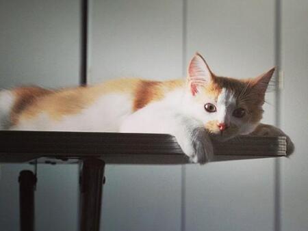 壁のすき間から子猫の鳴き声が！→保護後は風貌が一変し“別猫”に…驚きのビフォーアフター