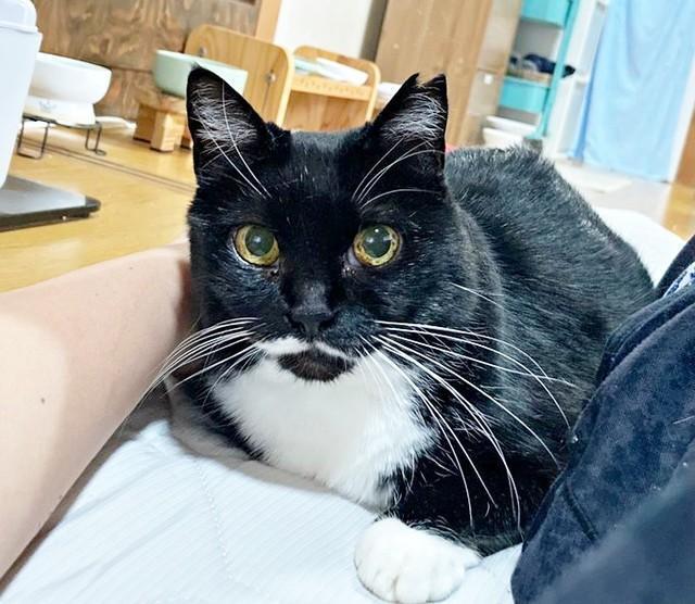 飼い主さんの膝上でくつろぐママちゃん（画像提供：うにねこさん）