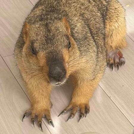 左足の指を負傷して警戒しているココア（2025年2月撮影）