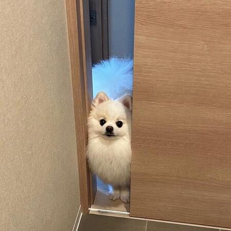 「通れるはずなのに通れないって顔してる」犬さん「君の体はほとんど毛なんだよ」飼い主さんが呼びかけ