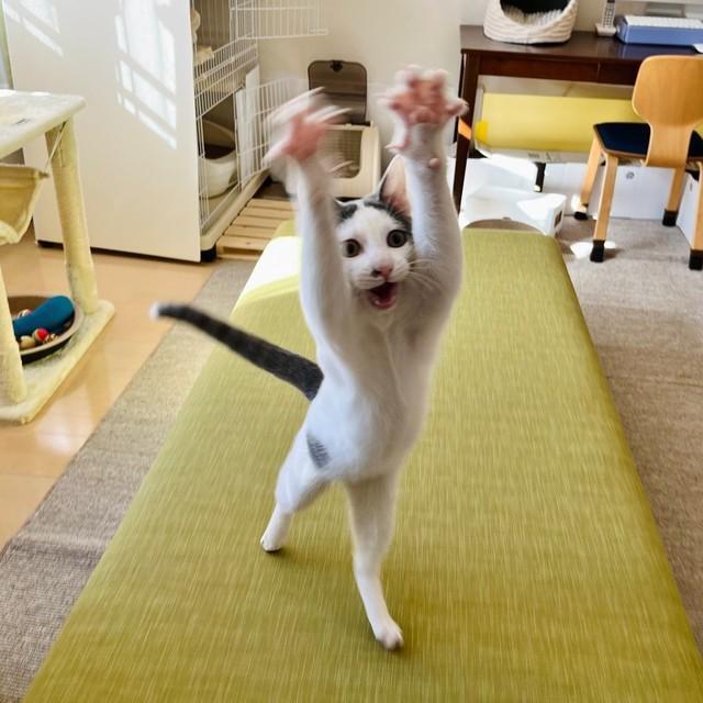 まるで人間！トルテくんの二足歩行がすごい（画像提供：トルぽたさん）