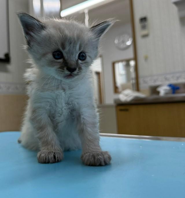 入院することになった子猫（「ショコラ＆メロディ隊長とゆかいな仲間たち」さん提供）