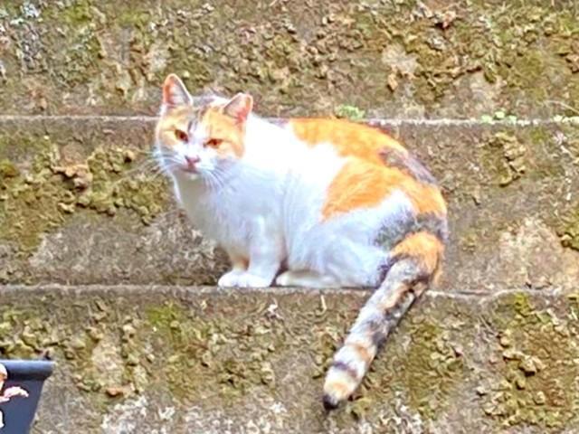 保護前、飼い主さんのほうを見つめるみぃちゃん（画像提供：うにねこさん）