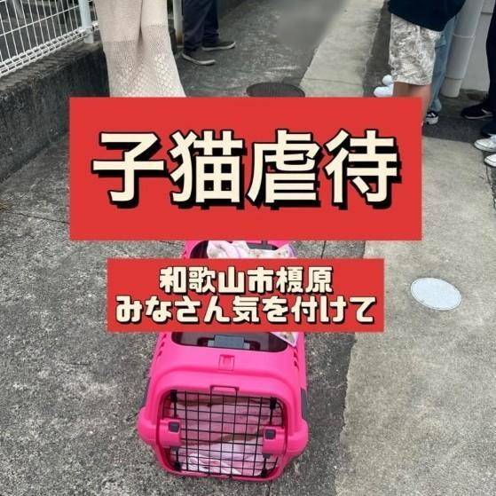 和歌山市内で子猫のバラバラ死体が見つかったという（猫の道草さん提供、Instagramよりキャプチャ撮影）