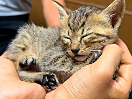 「この子しかいない」初めての保護猫を迎えたら…家族の生活が変わった！ 人懐っこくて“お手”もできるお利口さんにメロメロ