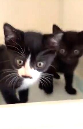 「用水路の隙間から鳴き声が！」ずぶ濡れの子猫2匹を保護「なぜそんな場所に？」