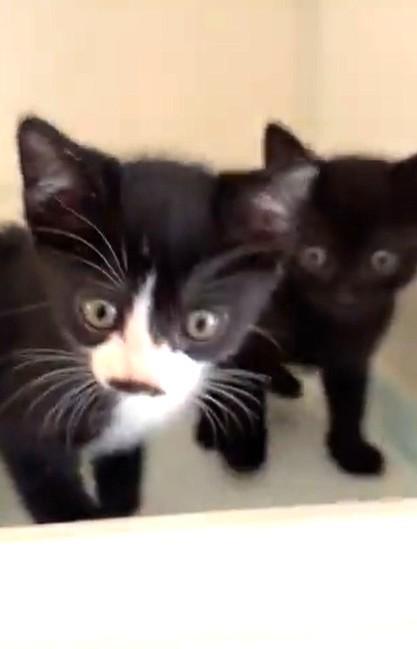 保護された子猫たちは元気です！（ hinataboccoさん提供、Xよりキャプチャ撮影）