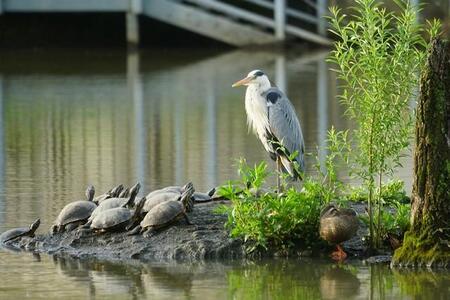 「アオサギ教祖と信者のカメたち、あまり関わりたくないカルガモ」！？緊迫の場面を激写