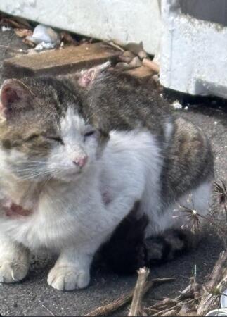 ケガした地域猫相次ぐ　鋭利な刃物で切られたか…ボランティア「こんなひどいことしないで」　対応策は？