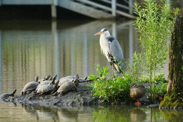 「アオサギ教祖様、ご降臨～」！？（画像提供：リクさん）