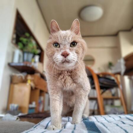 21年間、毎朝、飼い主さんを起こしているボアくん（画像提供：sachiさん）