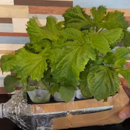 「もうシソは買わなくてもOK」家庭で簡単、ペットボトルが“シソ農園”に　1年中収穫…再生80万回超の神アイデア