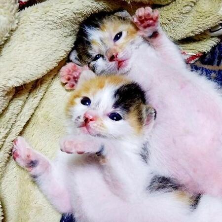 ペットロス中に、目の前に現れた妊娠した猫　生まれた姉妹猫を保護→命の危機を乗り越え、個性豊かな美ニャンへと成長