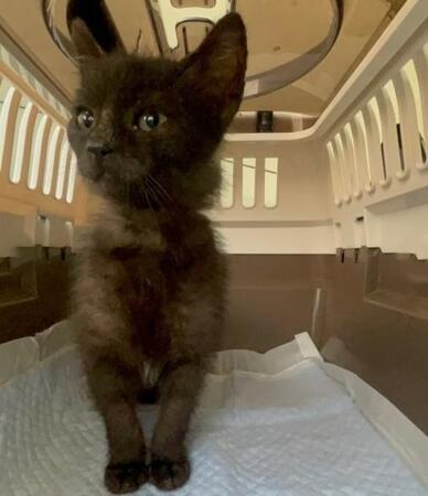 「飼ってあげてください」保護した子猫を置き手紙とともに遺棄　ボランティア「遺棄は犯罪だが…怒りはない」