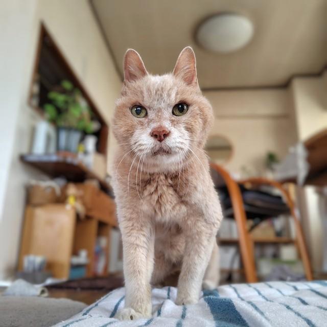 21年間、毎朝、飼い主さんを起こしているボアくん（画像提供：sachiさん）