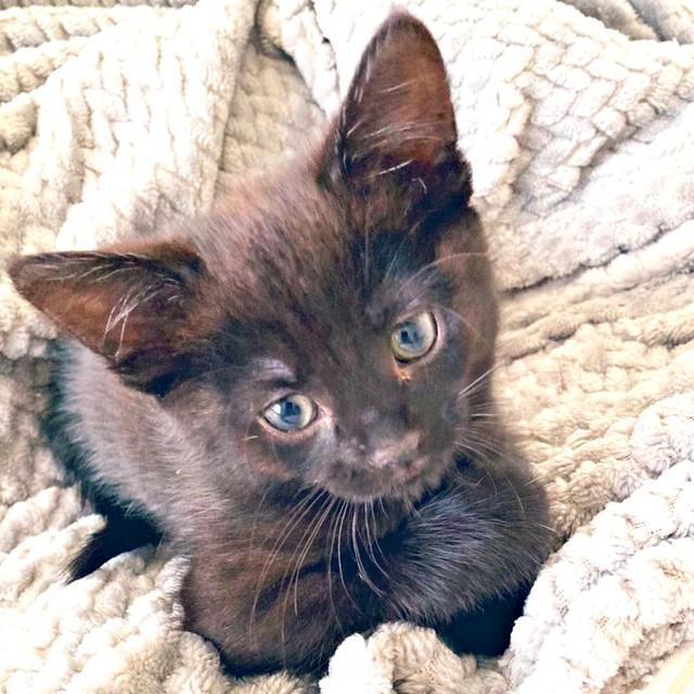 お迎えしたとき、茶色っぽい被毛だったあずきちゃん（画像提供：しゃも&黒猫あずきさん）