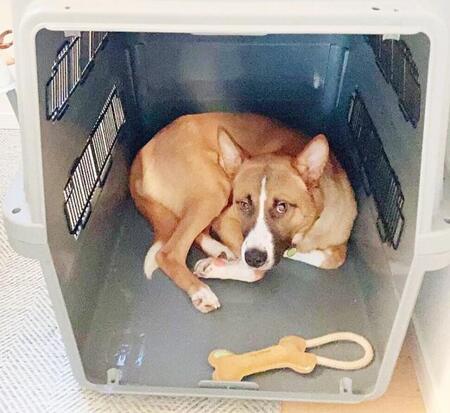 ティッシュを取る音にさえ怯える警戒心の強い元野犬、「シッポがキツネみたい」娘の一目惚れから始まった保護犬との日々