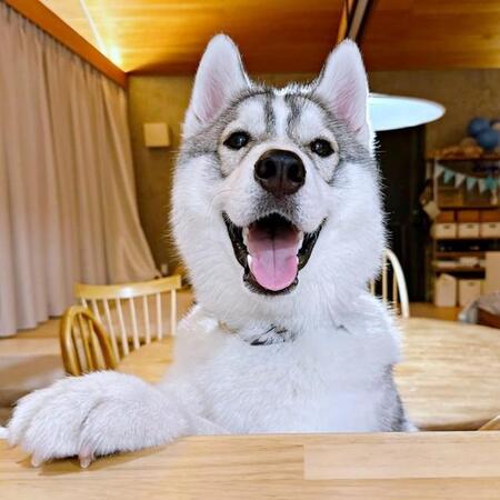 キャベツ探知犬、爆誕! 寝てたのにぴょこんと飛び出すハスキーの神リアクションに「びっくりした」「わくわくなお顔かわいい」