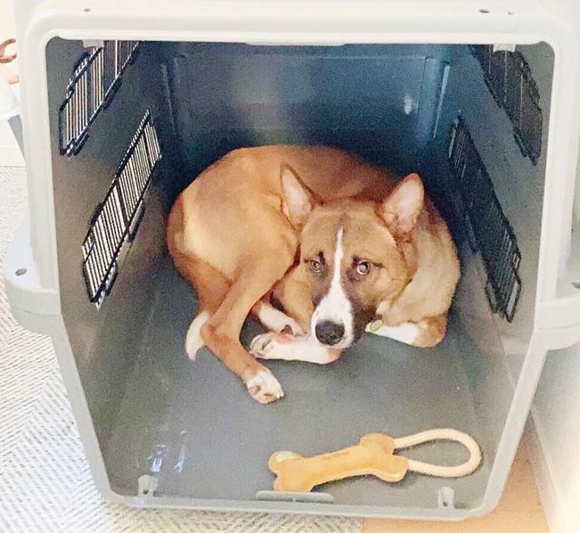 出会ったときは、推定1歳。まだ警戒心が強く残っていたレオくん（画像提供：保護犬レオさん）