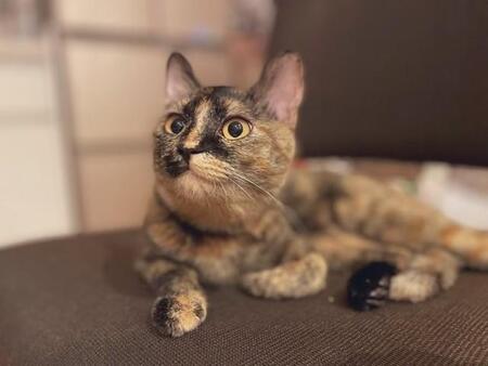 「夜通し鳴いてた子猫が、まさかの場所に…」ボンネットから救出されたサビ猫 迷いながらも迎えた日々が教えてくれた“猫バンバン”の大切さ