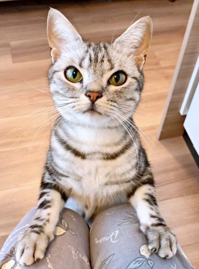 ごはんアピールするあんこくん（画像提供：あんこともなか 充電ねこさん）