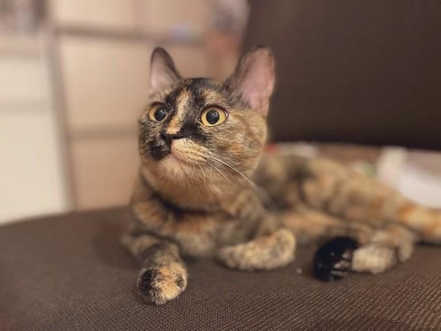 普段は落ち着いているが、かくれんぼごっこをすると大興奮！