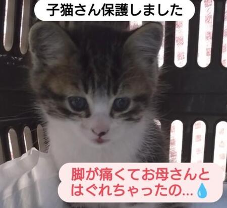 「お母さーん！お母さーん！」道端で鳴き叫ぶ子猫を発見　保護したら…足を骨折！「歩けず母猫とはぐれた？」　