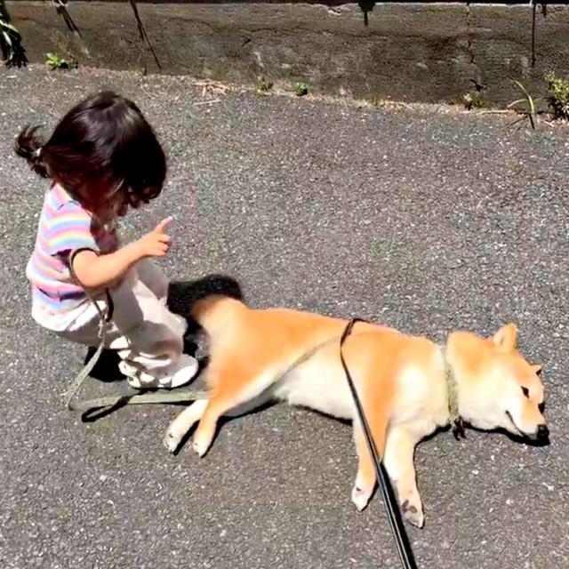 “拒否柴”になったえだまめくん。娘さんの行動がかわいすぎる！（画像提供：豆柴えだまめくん）