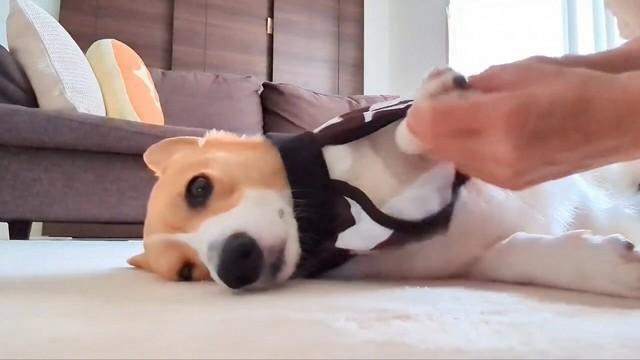 あんよを持ってもらって服を着せてもらい…（※動画よりキャプチャ、画像提供：こまち@彩さん）