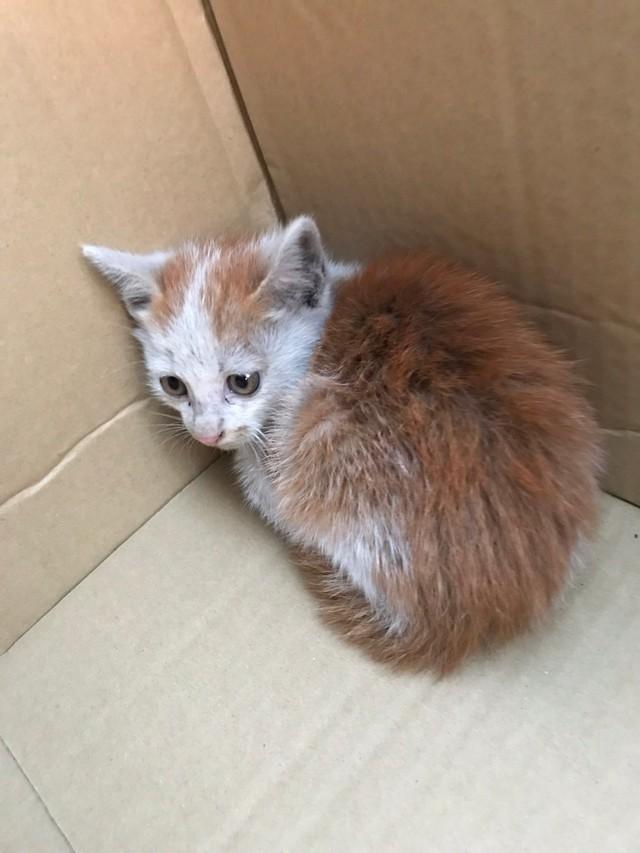 飼い主の山田さんの車に飛び込んできたという子猫のランプくん（山田さん提供）