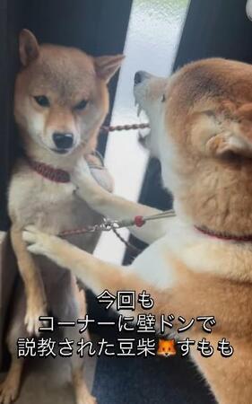 「コーナーに追い詰められて、壁ドンで説教」される柴犬　「逃げ場がない」いったいどうした？