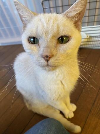 「こんなはずじゃなかった…」ペット不可のマンションで猫の多頭飼育崩壊→退去命令　ボランティアが全頭保護へ