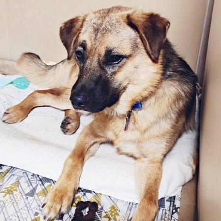 怖がりの元野犬が心を開くまで…飼い主さんの「待つ心」が生んだ奇跡　SNSの万バズで一躍有名犬に！