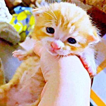 子猫保護するイメトレ中、イメージ通りの子猫と遭遇「予知能力者ですか」運命のいたずらに「ねこねこネットワーク恐るべし」