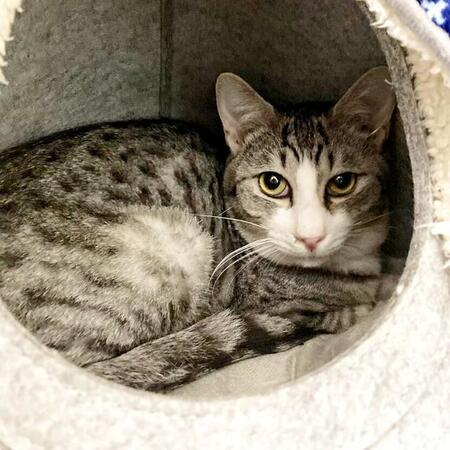 初対面で膝上ゴロン！人懐っこい保護猫を迎えたら…　大けがで脚引きずってた姉猫に起きた変化