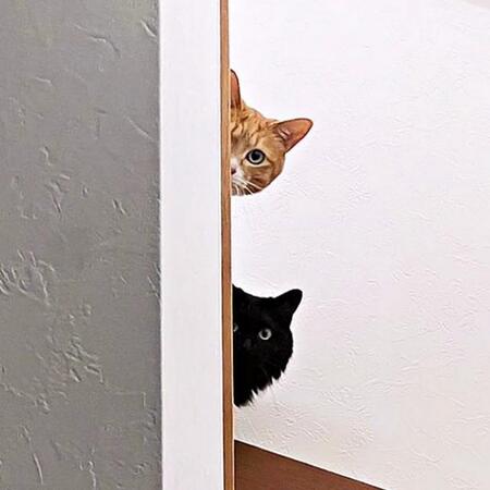 普段は仲が悪い兄妹猫が、そろってチラチラ…階段の上からこちらをうかがう理由は? 下には“ぽつんと置き土産”…「怒られるかにゃ~」「犯人はどっち?」