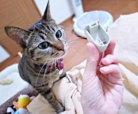 「今晩はコレにする！」不思議な部品をベッドに運んできたランちゃん（画像提供：みぃさん）