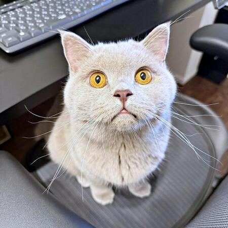 自分を抱きしめながらスヤスヤ眠る子猫…かわいすぎる寝姿「これが本当のご自愛」「ファラオ寝~」