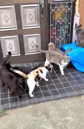 1匹の野良猫にご飯をあげたら→自宅周辺に猫が激増!多頭飼育崩壊に…「車にひかれて命を落とす」緊急に子猫を保護