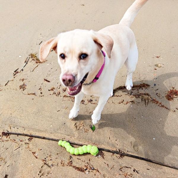 お散歩大好き！ 楽しそうなまる子ちゃん（画像提供：ラブラドールのコナまる子さん）