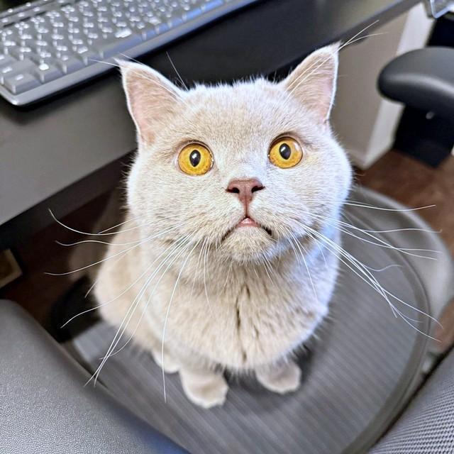 「どう？ かわいかったでしょ？」起き上がって、椅子へ…飼い主さんを見上げるもめんくん（画像提供：もめんさん）