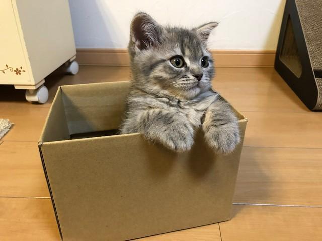 こんなに小さかった子猫時代（画像提供：りんくんとおとちゃん）