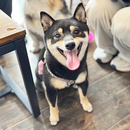 柴犬がパパのリュックにすっぽり…表情を見たら？　癒される人続出「ハッピー犬」「顔がかわいくてかわいい」