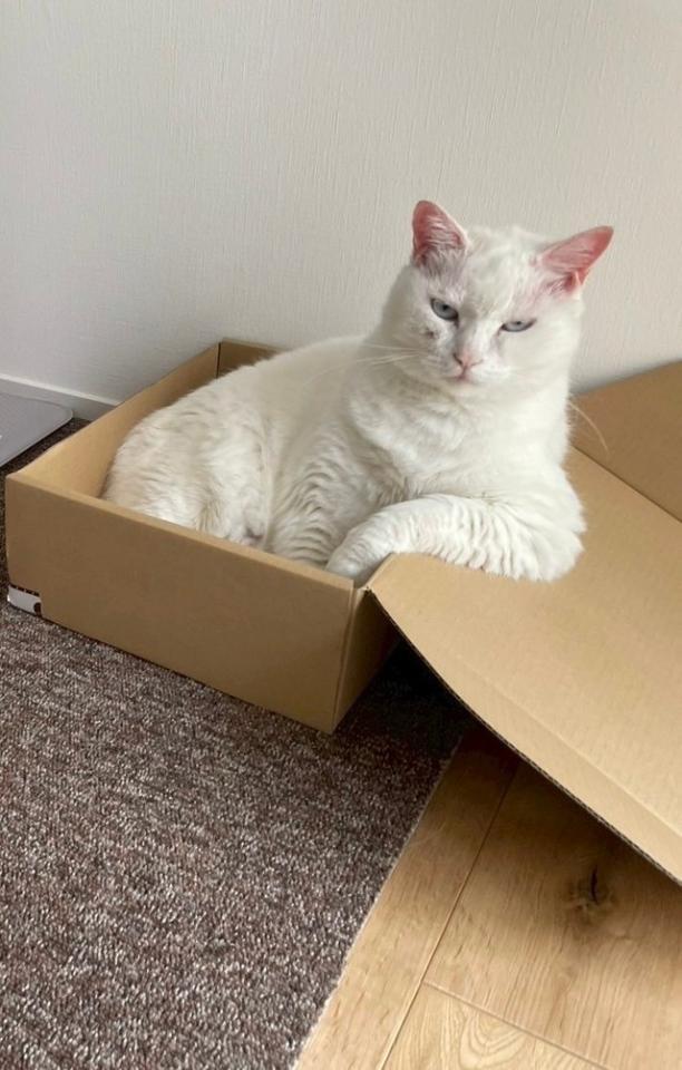 ふてぶてしい白猫さんの写真がXで話題に（「こぎん君」さん提供）